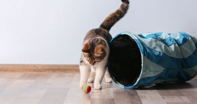Cats know how to play fetch, survey finds